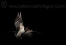 Swallow in mid flight.